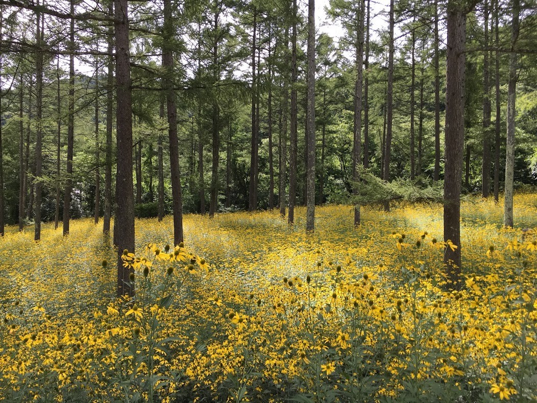 a meadow with yellow flowers and trees