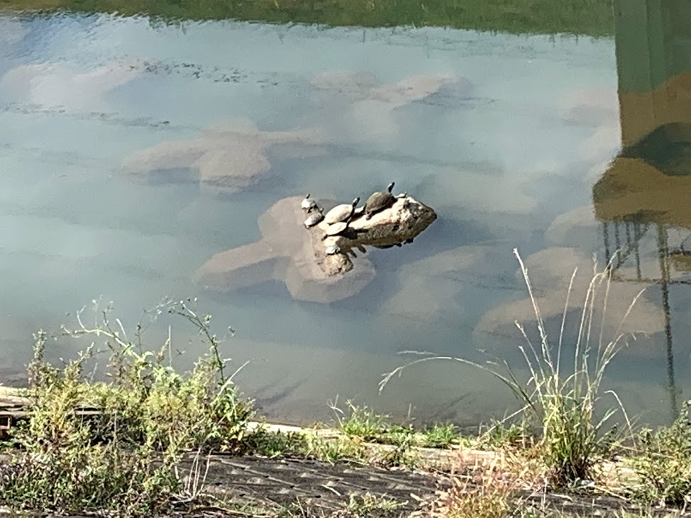 group of turtles