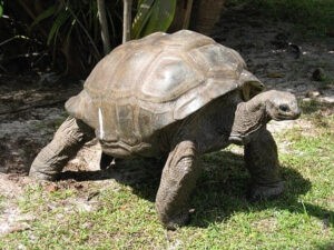 tortoise