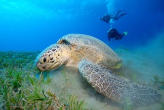 turtle eating seagrass