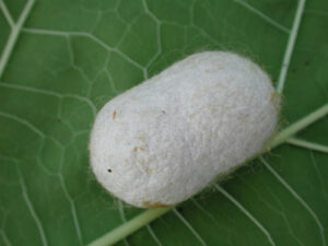 a silkworm's cocoon