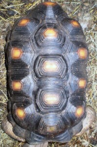 turtle carapace