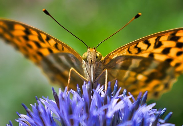 Fritillary butterfly face