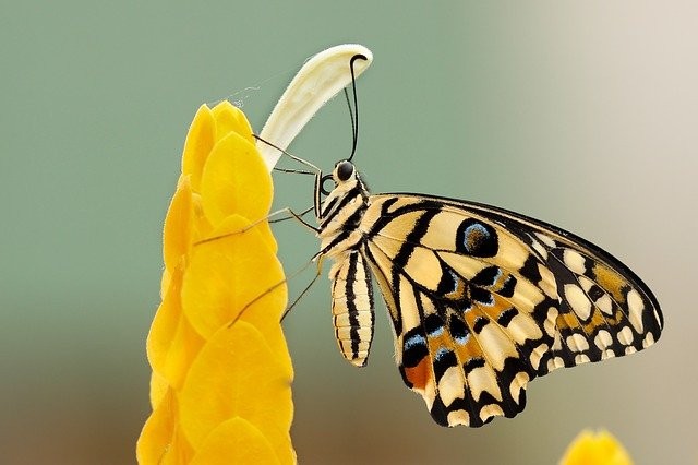 a Swallowtail