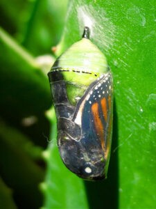 Monarch butterfly chrysalis