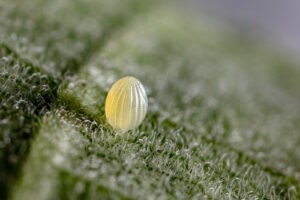 a butterfly's egg