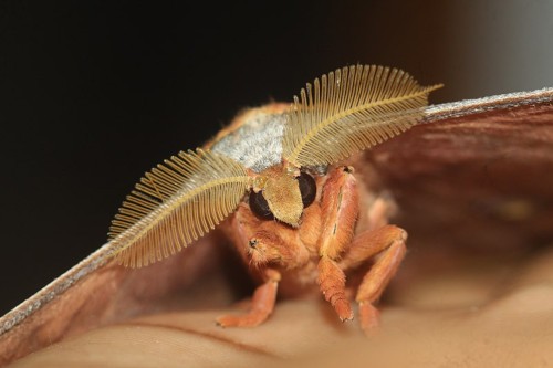 Tussar moth's face