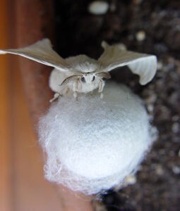 Silkworm on a cocoon