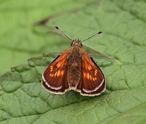 Small skipper