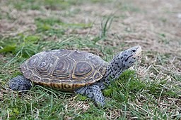 Diamond Terrapin