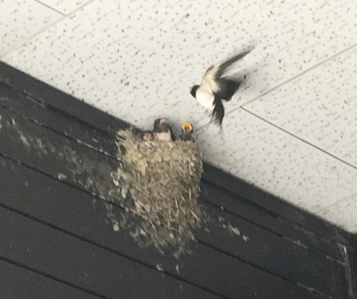 mommy bird to feed her swallow babies