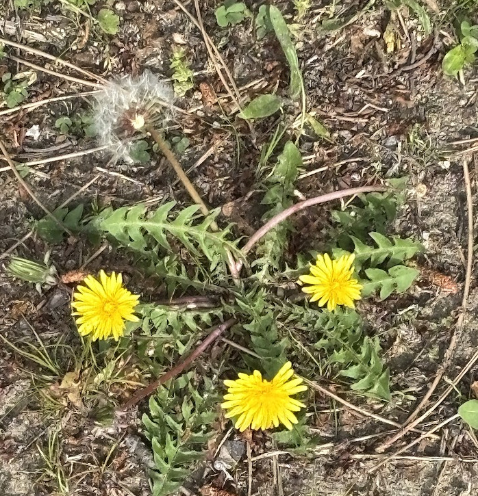 dandelions