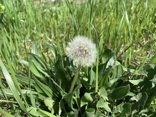 a puffball